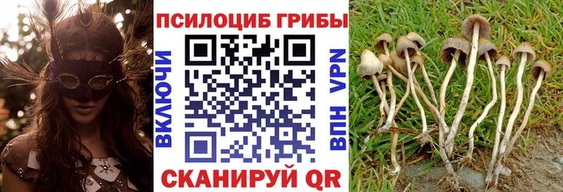 Псилоцибиновые грибы мицелий  где купить наркотик  Сенгилей 